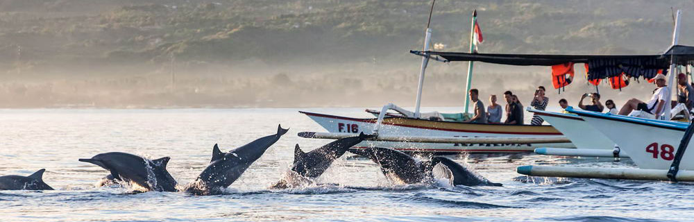 Bali Dolphin Watching